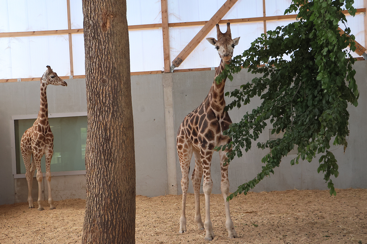 girafe