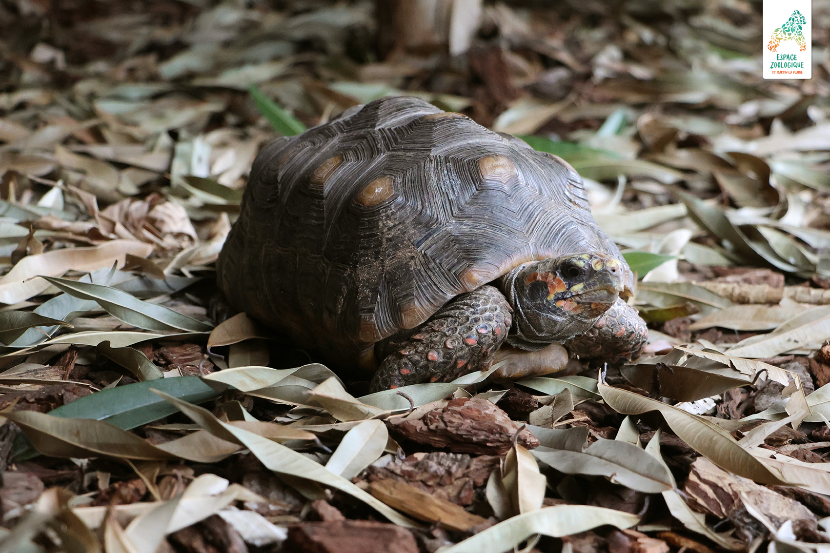 tortue charbonnière