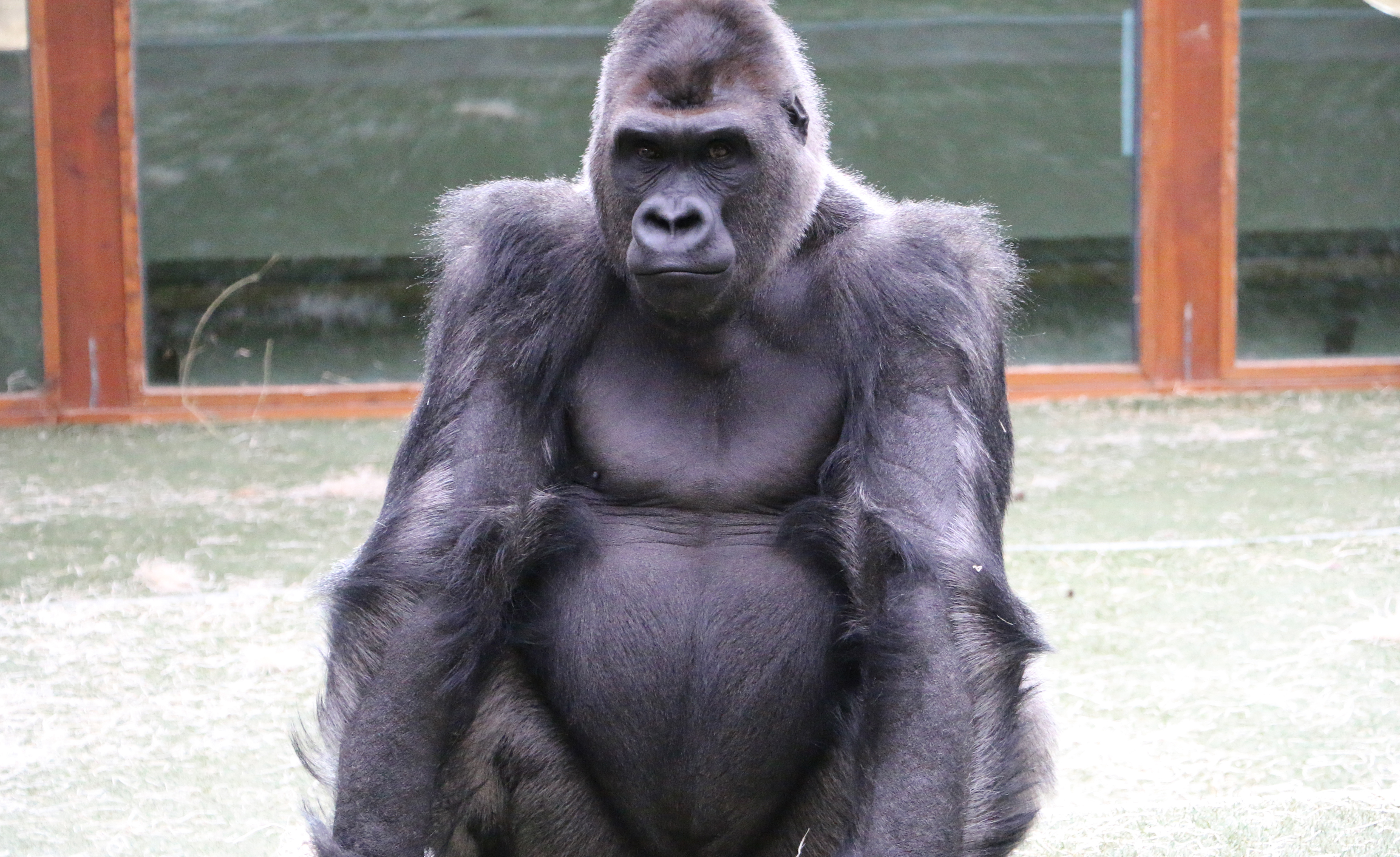 Gorille des plaines